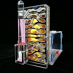 8bayfa Ant Farm Toy Formicaio R1 con Alimentazione Area Ant Farm Acrilico Insetti Gabbie Villa Pet Mania for Casa…
