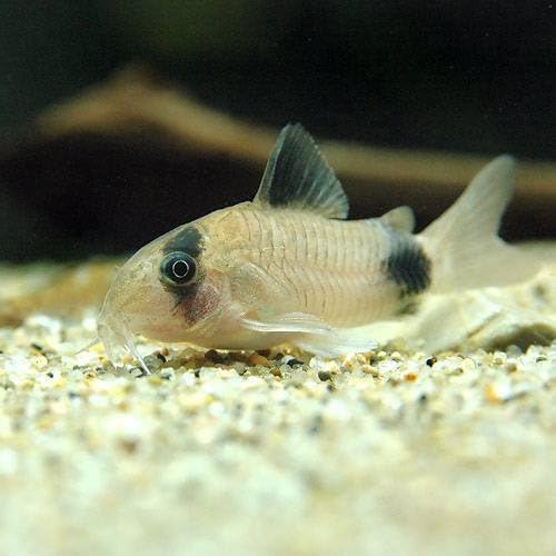 熱帯魚 コリドラス パンダ 5匹 実物 本州 生体 四国限定