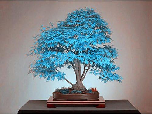 Bonsai Di Acero Semi Blu Semi Dell Albero Cielo Blu Rara Giapponesi Piante Semi Di Acero Balcone Per Giardino Di Casa 10pcs R78 Amazon It Giardino E Giardinaggio