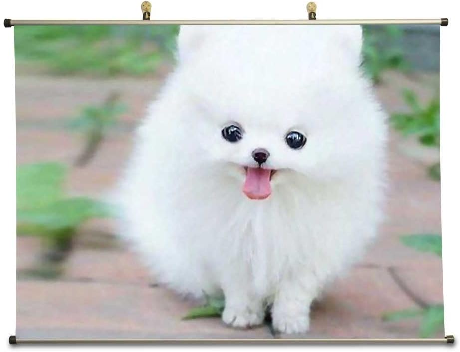 pomeranian amazon