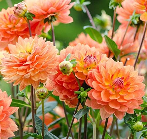 ダリア球根 非常に美しいダリア球根装飾植物 Orange 2球根 初回限定 珍しい