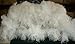 Special 7 Day Sale-Ostrich Wholesale Bulk 13-16