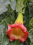 Brugmansia sanguinea Red | Eagle Tree | Mountain Angel Trumpet | 10_Seeds