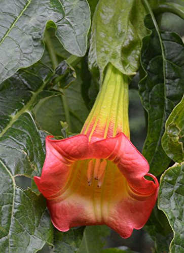 Brugmansia sanguinea Red | Eagle Tree | Mountain Angel Trumpet | 10_Seeds Brugmansia sanguinea Red | Eagle Tree | Mountain Angel Trumpet | 10_Seeds