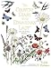 The Country Diary of an Edwardian Lady Colouring Book by 