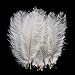 AWAYTR 20-22 inch (50-55cm) Natural Ostrich Feathers for Wedding Centerpieces Home Decoration,Flower Arrangement,DIY Christmas Decorations (10pcs,White)