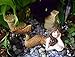 Miniature Fairy Garden Day Dreaming Mermaid Figurine