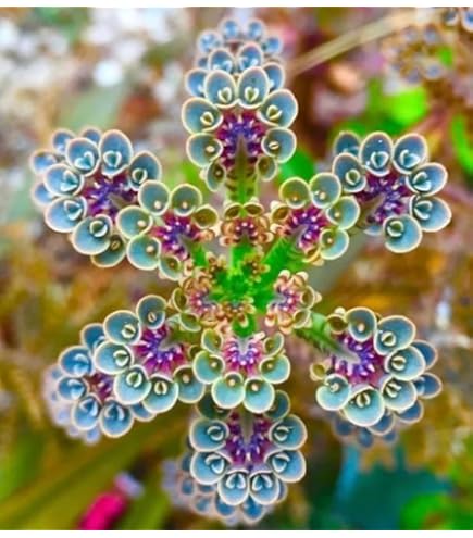 Amazon.com : AchmadAnam - Euphorbia TRIGONA RUBRA African Milk