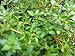 French Thyme Live Herb Plant