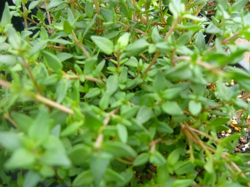 French Thyme Live Herb Plant by French Thyme French Thyme Live Herb Plant by French Thyme