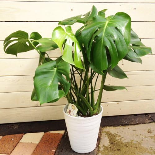Amazon 観葉植物 モンステラ アダンソニー 観葉植物 オンライン通販