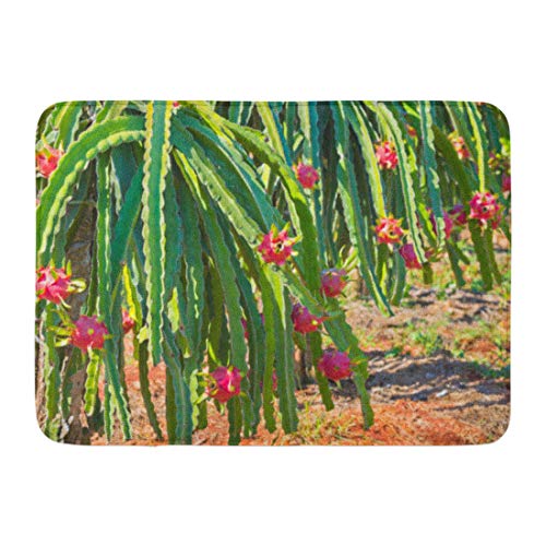 Emvency Bath Mat Tropical Green Garden Ripe Dragon Fruit Pitaya Pitahaya on Plantation in Vietnam Pink Tree Farm Bathroom Decor Rug 16" x 24" - Thumbnail 3