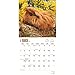 2017 Monthly Wall Calendar - Guinea Pigs