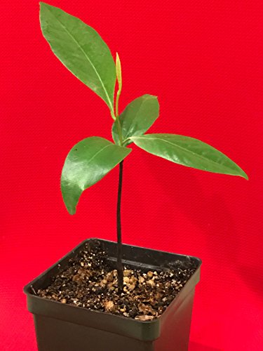 LovelyGarden Black Sapote Diospyros Nigra Chocolate Pudding Seedling Plant Tropic Fruit Tree