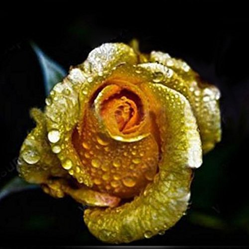Wintefei 150Pcs/1 Pack Rare Golden Rose Flower Seeds Garden Yard Bonsai Home Decoration