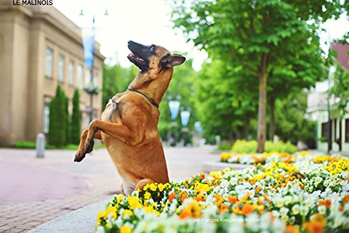 Le Berger Belge Malinois Chiens De Race French Edition