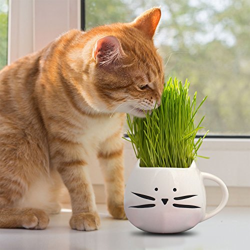 Organic cat grass growing kit with cat grass planter. Natural hairball control and hairball remedy for cats. Natural digestive aid. Includes planter, Organic seed & organic soil. Pet Supplies, Cats, Health Supplies, Hairball Remedy Pastes & Gels