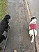 Active Prods PREMIUM Bungee Dog Leash for Walking & Running with Small, Medium or Large Dogs | To be used for a 2nd Dog with a Hands Free Dog Leash