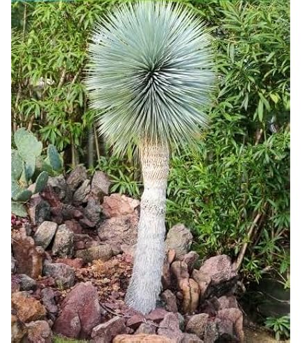 Amazon.com : Blue Yucca Tree Seeds for Planting (10 Seeds) - Yucca
