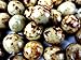 Cuckoo Luckoo Gourmet Ocelot Beans Marbled White & Dark Chocolate Espresso Beans, 2 lb Bag in a BlackTie Box