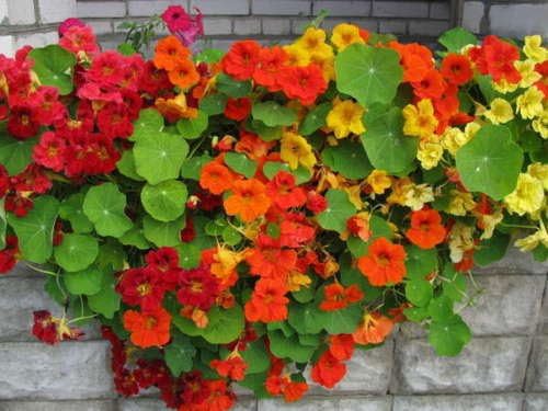 Flower seeds Nasturtium creeping "Winding Mix" (Tropaeolum majus lobbianum).