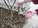 Careful Gardener Gardening Shears & Tree Pruning Saw/Folding Hand Saw (Garden Shears)