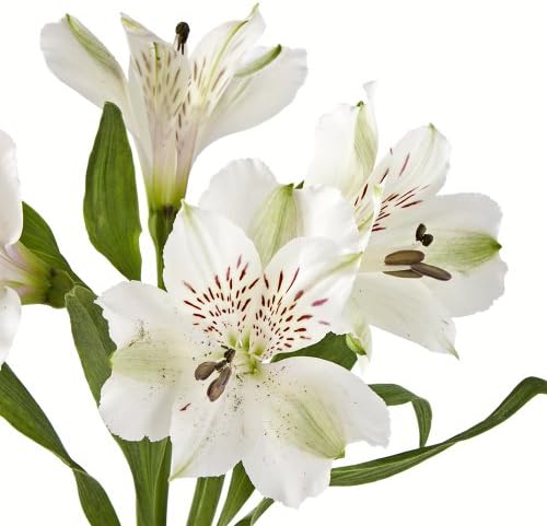 Wholesale Alstroemerias, White Peruvian Lilies in Bulk (80 White)