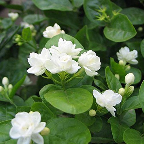 rainbow25 100Pcs Jasmine Flower Seeds Fragrant Home Garden Plant Seed Wedding Party Decor