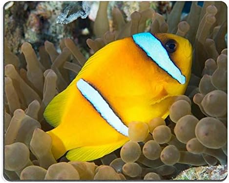 17P01943 creativity Mousepad Gaming Mouse Pad Red sea anemonefish in Red sea Egypt