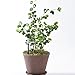 Sustee Aquameter (2 Brown, Medium) - Plant Soil Moisture Meter, Monitor, Probe, Indicator - Best for Potted Plants - Package of 2 Sensors