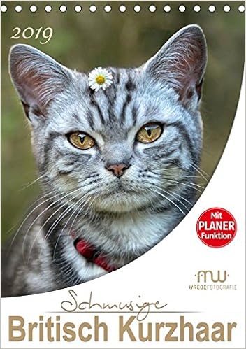 Schmusige Britisch Kurzhaar Tischkalender 2019 Din A5 Hoch