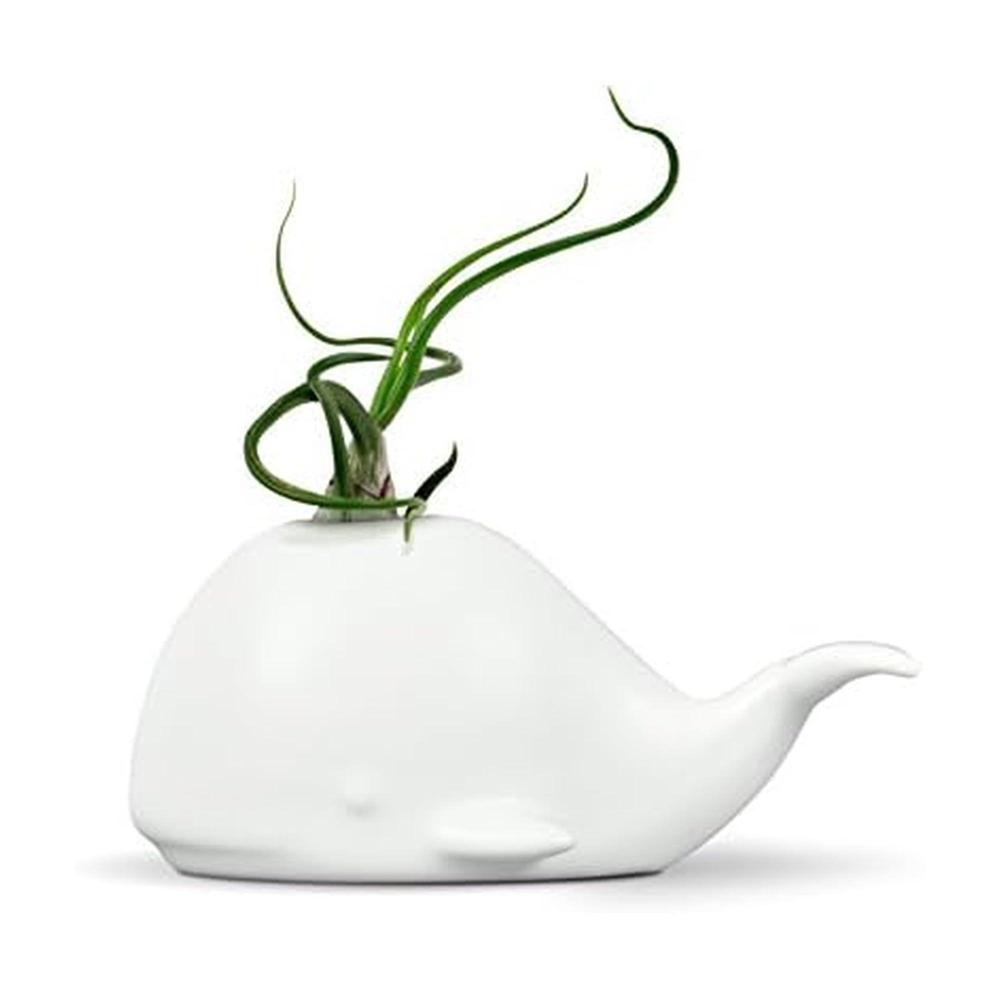 Fred 5229116 Fancy Ceramic Mini Air Plant/Succulent Holder, Whale