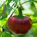 Pepper, Red Sweet Cherry Pepper seeds, Heirloom, Organic, NON-GMO, 20 seeds, Large Red Cherry Sweet pepper is a Sweet round pepper resembling a cherry.