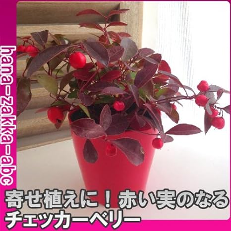 Amazon Co Jp チェッカーベリー オオミコウジ 2 5号ロングポット苗 花苗 常緑低木 赤い実がいっぱい ホーム キッチン