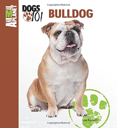 english bulldog 101