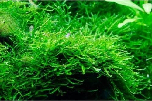 Java Moss Vesicularia Golf Ball Size Aquatic Live Aquarium Plants BUY2GET1FREE