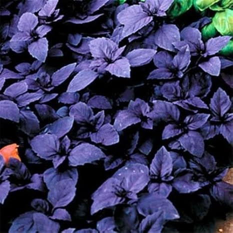 Amazon Co Jp 発芽seeds A 1000個の種子 Outsideprideスウィートバジルダークオパールハーブの種 ホーム キッチン