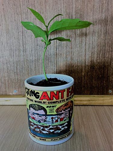 Classic Comic Book 1960's "Uncle Milton Ant Farm Ad Coffee Mug" with FREE coffee plant