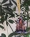 Disney Lion King Hyena Banzai Ed & Shenzi Christmas Ornament Style May Differ …
