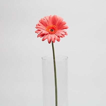 Pink Gerbera Daisy Flower