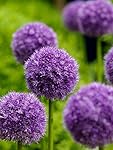 50 Pcs/bag, Purple Giant Allium Giganteum Beautiful Flower Seeds Garden Plant Gift