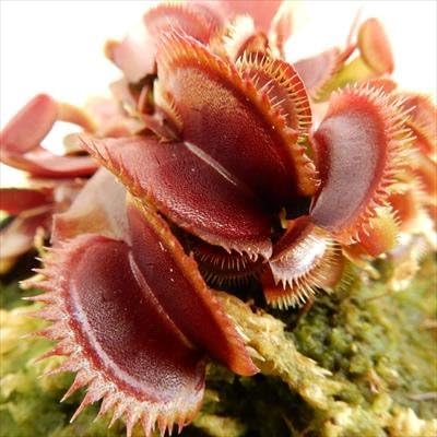 Amazon 特大食虫植物 ハエとり草 レッド ピラニア ハエトリソウ 10 5cm 観葉植物 オンライン通販 Amazon 特大食虫植物 ハエとり草 レッド ピラニア ハエトリソウ 10 5cm 観葉植物 オンライン通販