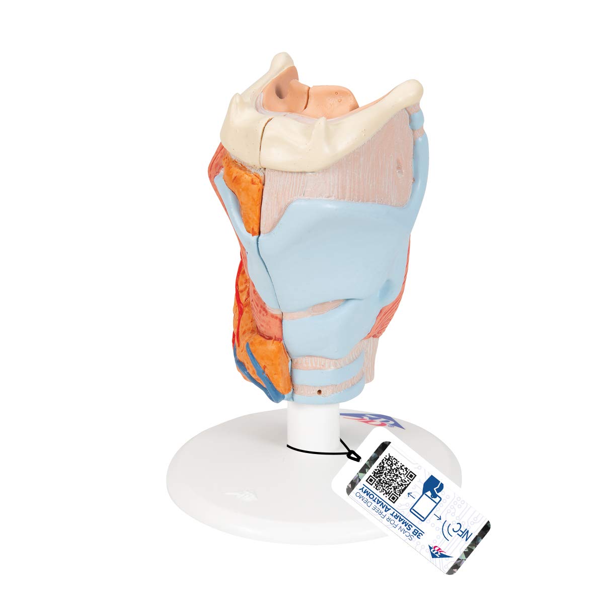 3B Scientific Human Anatomy - Larynx Model, 2 Part + free anatomy software - 3B Smart Anatomy G22