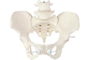 Axis Scientific 4 Part Disassemblable Flexible Female Pelvis Anatomy Model with L4 and L5 Vertebrae, Anatomical Female Pelvis Model, Flexible Female Pelvis Model