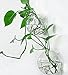 Siyaglass Set of 2 Hanging Wall Decorations Clear Succulent Plant Glass Display Vases