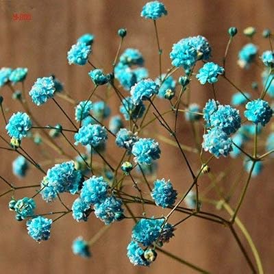 Verbena Hastata Blue Vervain Perennial Flower Seeds Original Pack 30 Seeds Pack Swamp Verbena Flowering Plant A224 Buy Online At Best Price In Uae Amazon Ae
