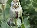 1 OUNCE AFGHAN BLUE POPPY SEEDS - Papaver Somniferum L - High Alkaloid Variety, High Germination Rate