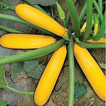 Amazon Co Jp 優れた中国の種 ゴールデン細長いカボチャ 鉢植えバナナメロンの種 種子野菜約8粒子 X35 ホーム キッチン