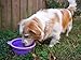 Prima Pet Expandable / Collapsible Silicone Food & Water Travel Bowl with Clip for Medium & Large Dog, Portable and Durable Pop-up Feeder for Convenient On-the-go Feeding, Size: 5 Cups (7 Inch Diameter Bowl) (LARGE (5 CUPS), PURPLE)