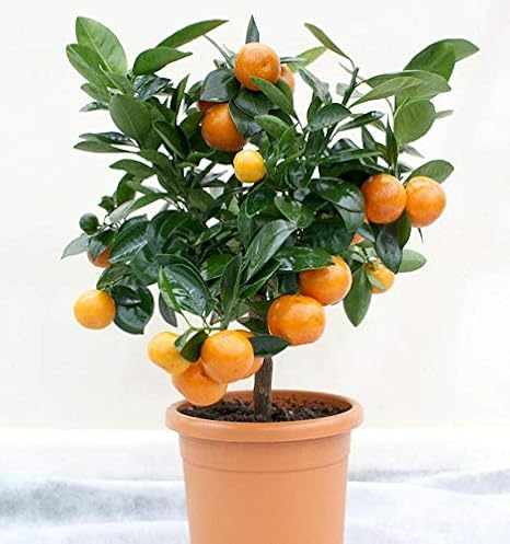 Green Paradise Bonsai suitable Delicious SWEET NAGPUR ORANGE Plant All Season1 Live Plant